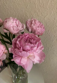 Floral Workshop – Peony in Flow