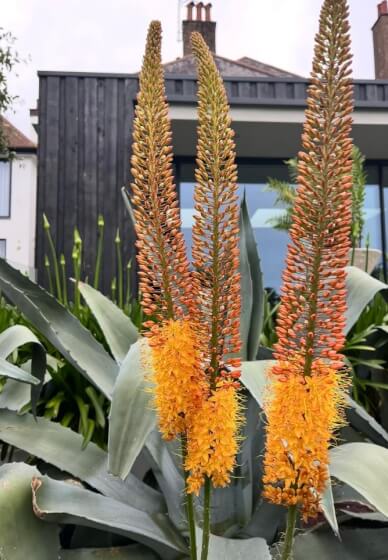 Flower Farm Visit and Bouquet Making Class