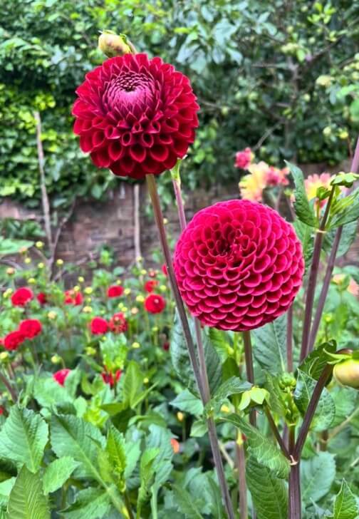 Flower Farm Visit and Bouquet Making Class