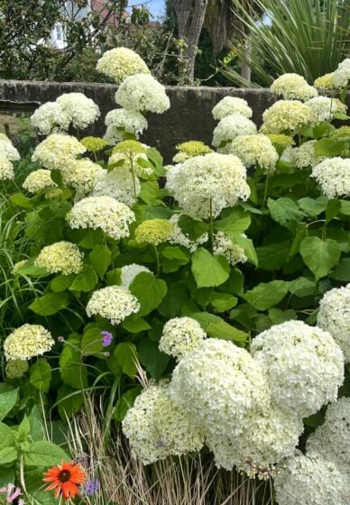 Flower Farm Visit and Bouquet Making Class