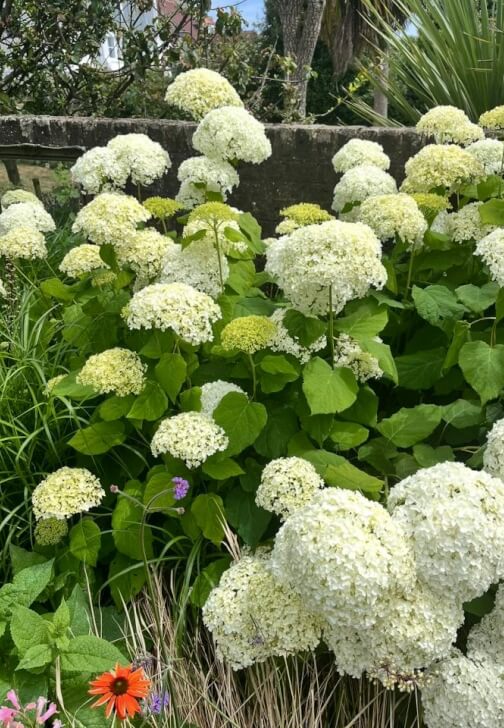 Flower Farm Visit and Bouquet Making Class