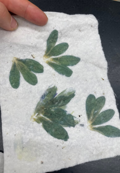 Flower Printing Textiles Workshop