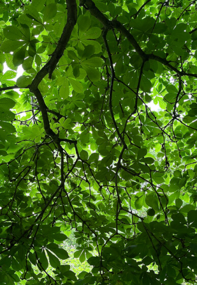 Green Man: Nature and Photography Workshop