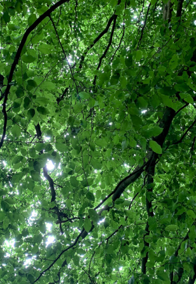 Green Man: Nature and Photography Workshop