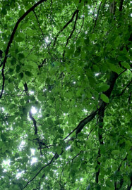 Green Man: Nature and Photography Workshop
