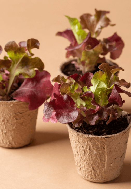 Grow Fresh Herbs and Vegetables at Home Workshop