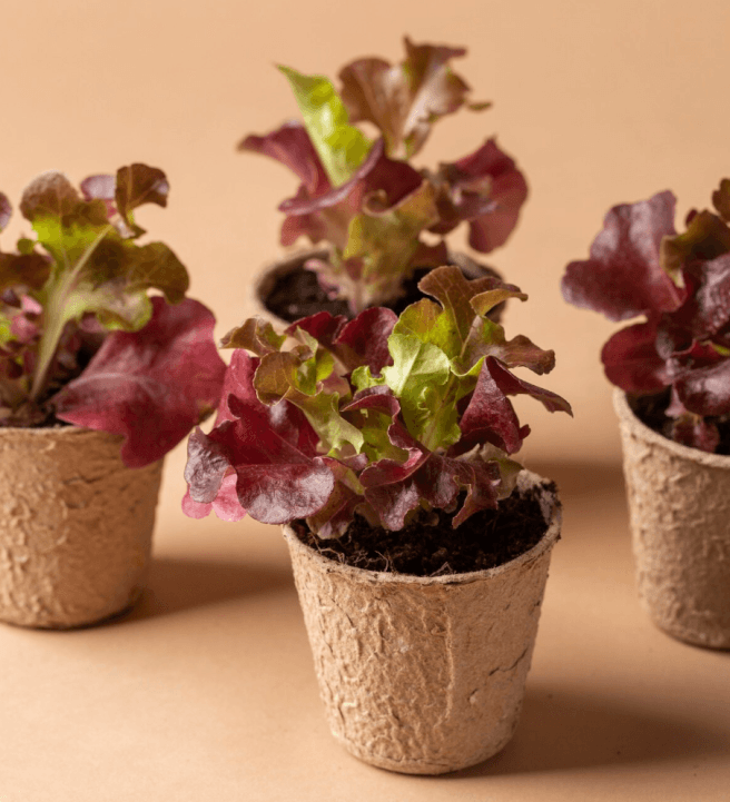 Grow Fresh Herbs and Vegetables at Home Workshop