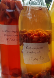 Intro to Kombucha Workshop