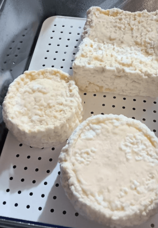 Introduction to Cheese Making Workshop