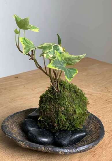 Japanese Kokedama Workshop