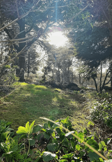 Joyful Spring Gathering: Forest Bathing and Aromatherapy