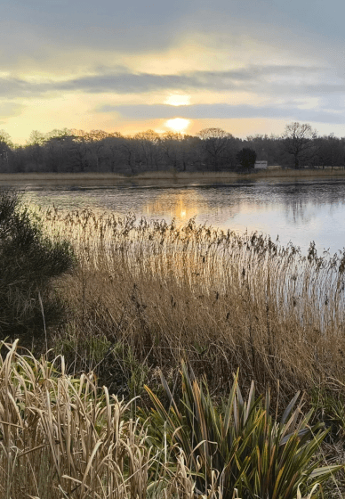 Joyful Spring Gathering: Forest Bathing and Aromatherapy
