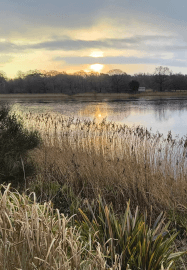 Joyful Spring Gathering: Forest Bathing and Aromatherapy