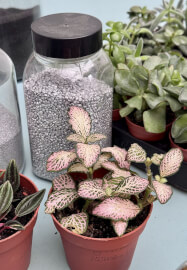 Kids LED Terrarium Lamp Workshop