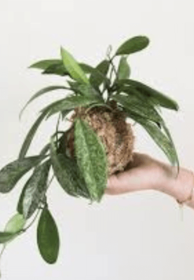 Kokedama Hanging Planter Workshop for Beginners