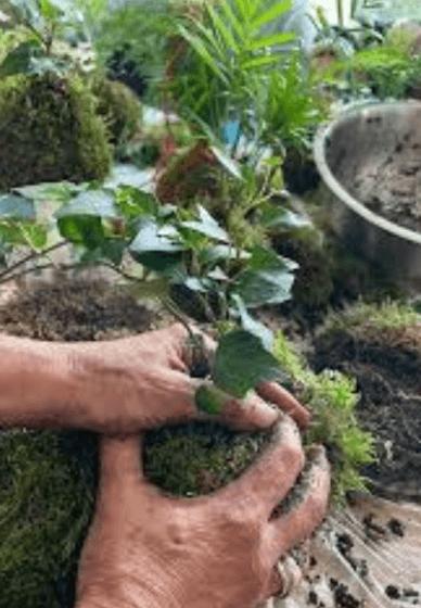 Kokedama Hanging Planter Workshop for Beginners