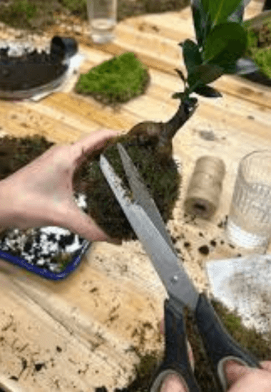 Kokedama Hanging Planter Workshop for Beginners