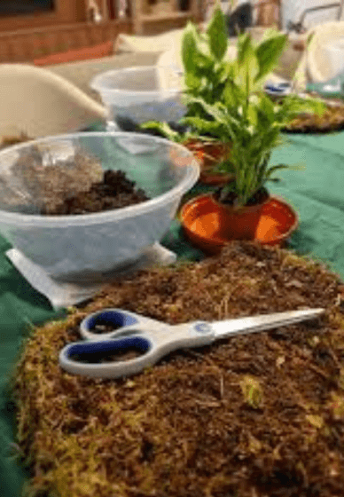 Kokedama Hanging Planter Workshop for Beginners