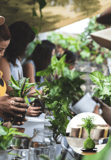 Kokedama Plant Workshop