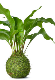 Kokedama Plant Workshop