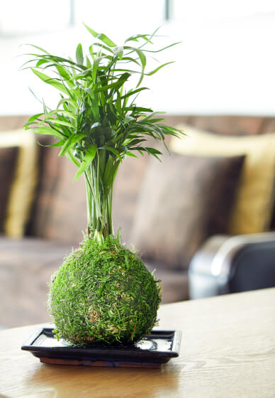 Kokedama Plant Workshop