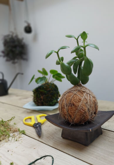 Kokedama Workshop