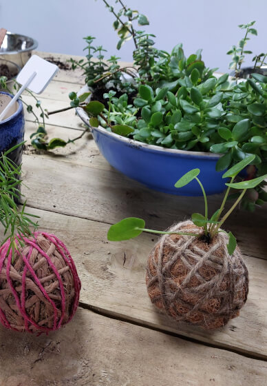 Kokedama Workshop