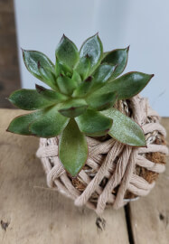 Kokedama Workshop
