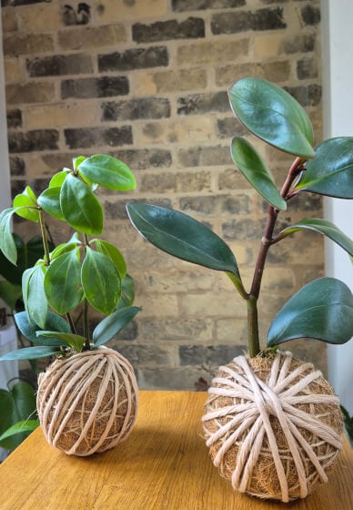 Kokedama Workshop