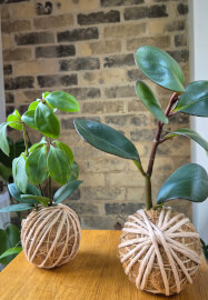 Kokedama Workshop