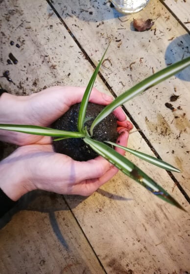 Kokedama Workshop