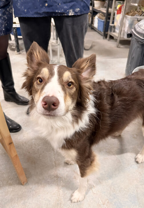 Little Paw, Big Love: Pet Bowl Ceramics Experience