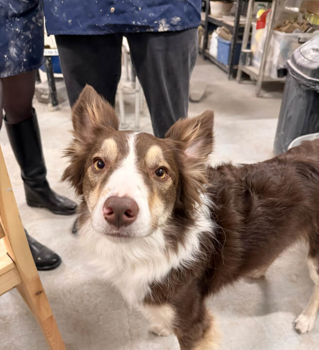 Little Paw, Big Love: Pet Bowl Ceramics Experience