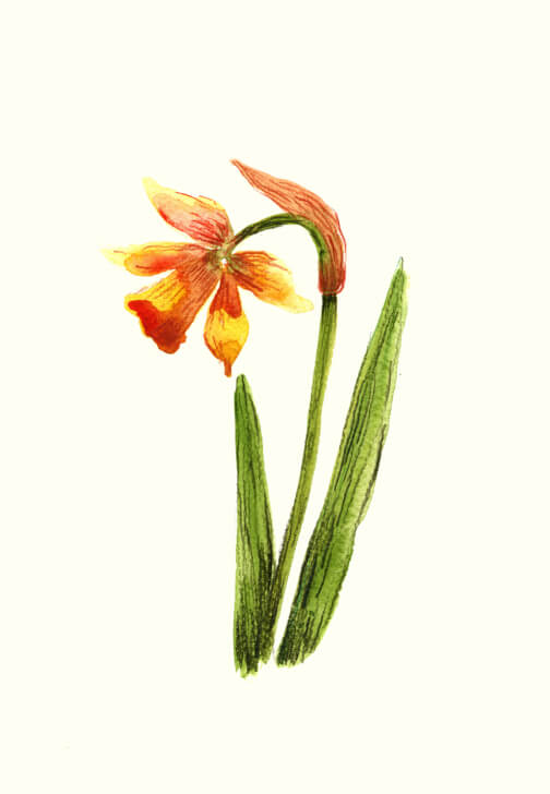 Loose Flowers with Gold Accents: Watercolour Workshop
