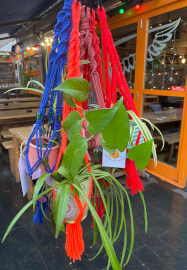 Macrame Workshop: Ready to Hang Mini Plant Hanger