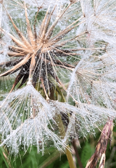 Macro Experience Photography Workshop
