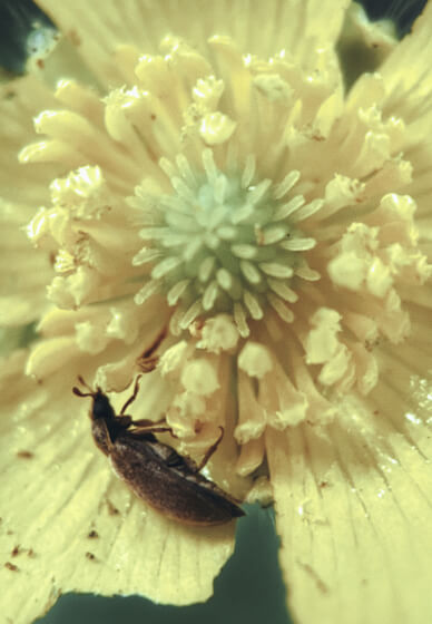 Macro Experience Photography Workshop