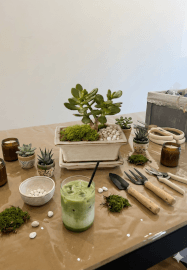 Matcha and Plant Workshop
