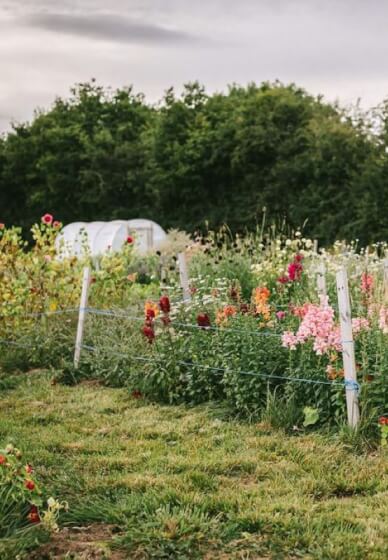 Meet the Grower - Tour / Talk / PYO / Demonstration