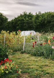 Meet the Grower - Tour / Talk / PYO / Demonstration