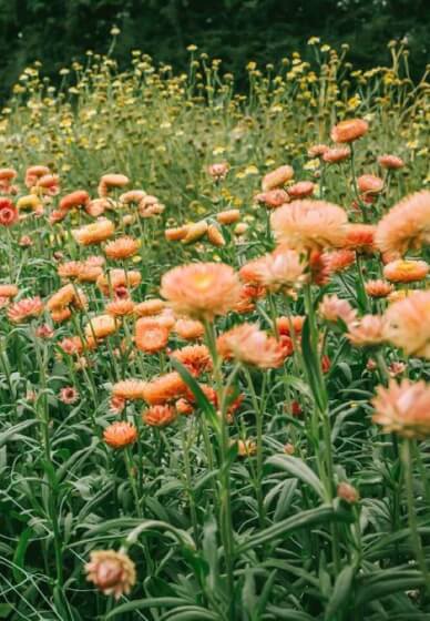 Meet the Grower - Tour / Talk / PYO / Demonstration