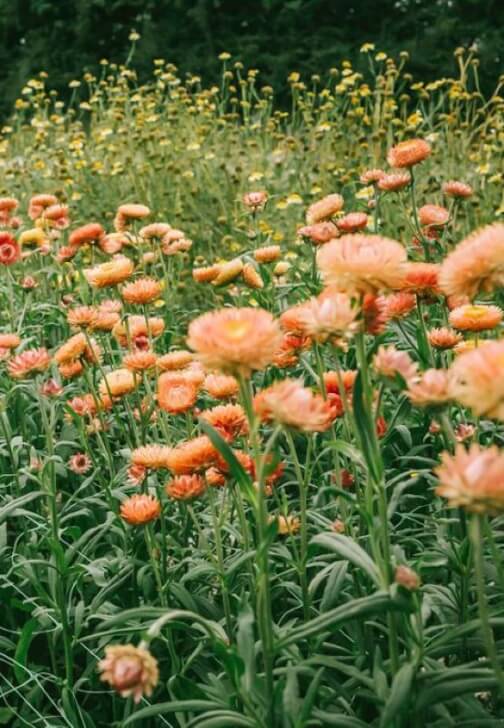 Meet the Grower - Tour / Talk / PYO / Demonstration