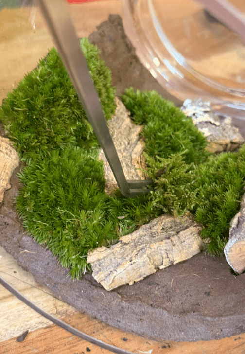 Moss Wall Terrarium Workshop