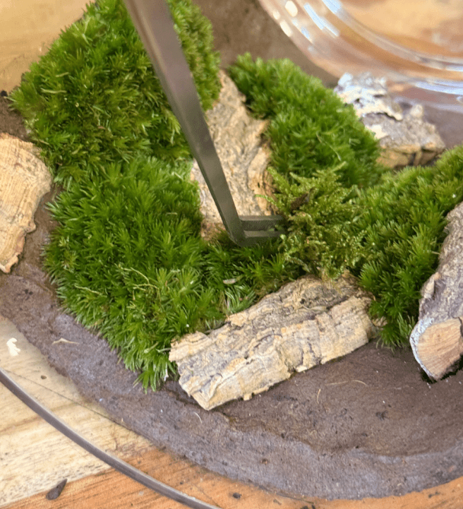 Moss Wall Terrarium Workshop