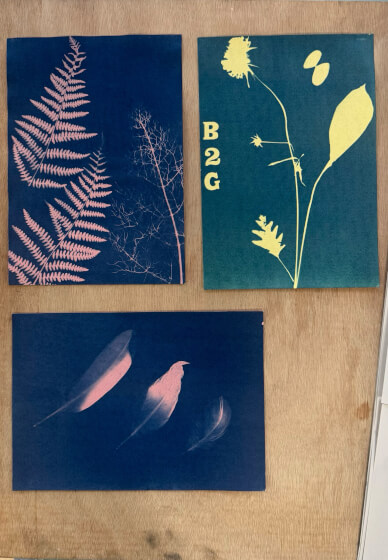 Nature Blueprint - Cyanotype Workshop