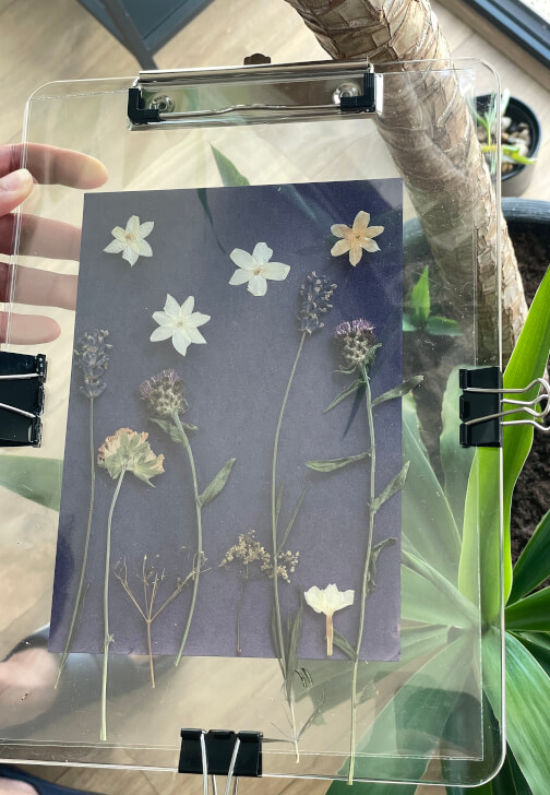 Nature Blueprint - Cyanotype Workshop