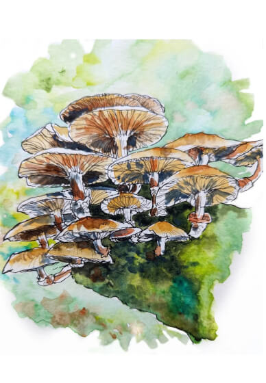 Nature Journaling Workshop