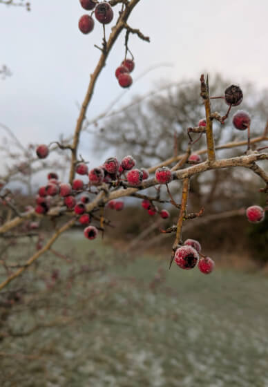 Nature Journaling Workshop