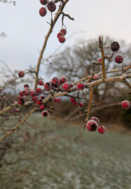 Nature Journaling Workshop