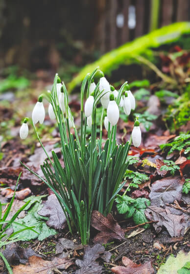 Nature Journaling Workshop